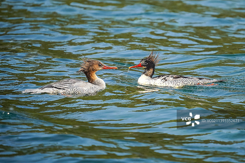 中华秋沙鸭-珍稀动物图片素材