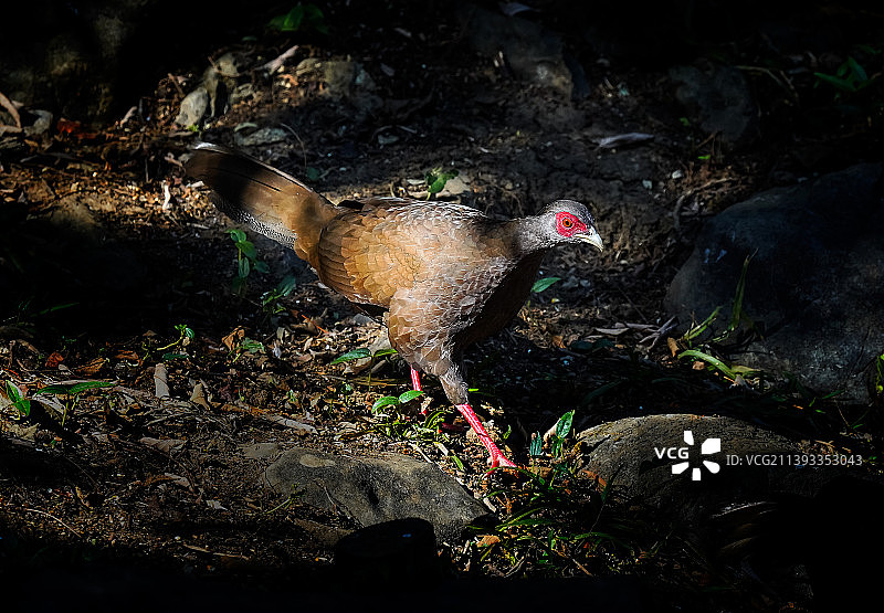 白鹇-珍稀动物图片素材