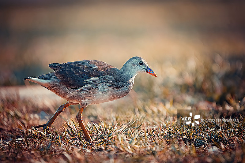 聚精会神图片素材