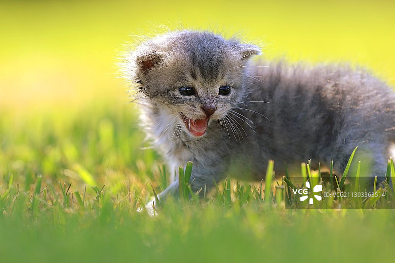 草地上的小猫图片素材