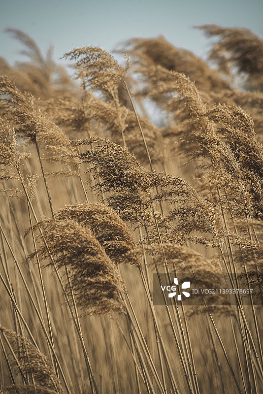 芦苇荡图片素材