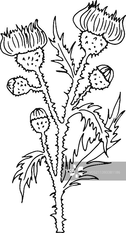 无絮蓟植物药草花图片素材