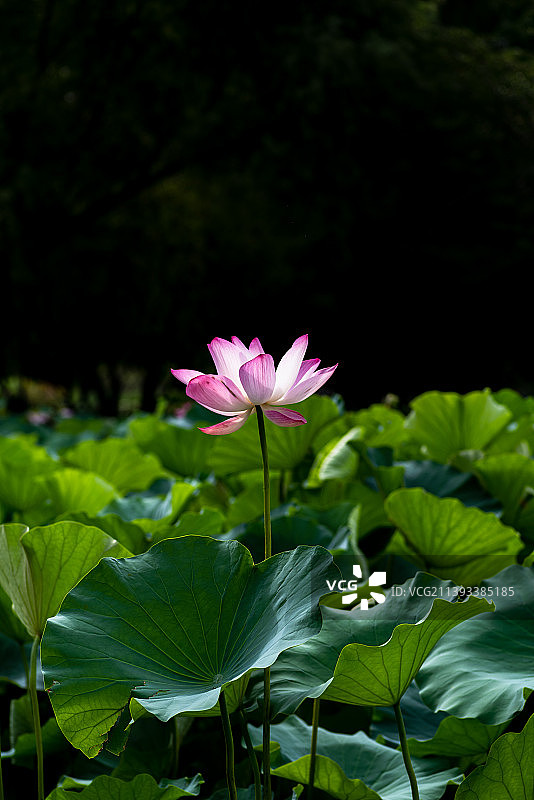 荷花盛开的夏季图片素材