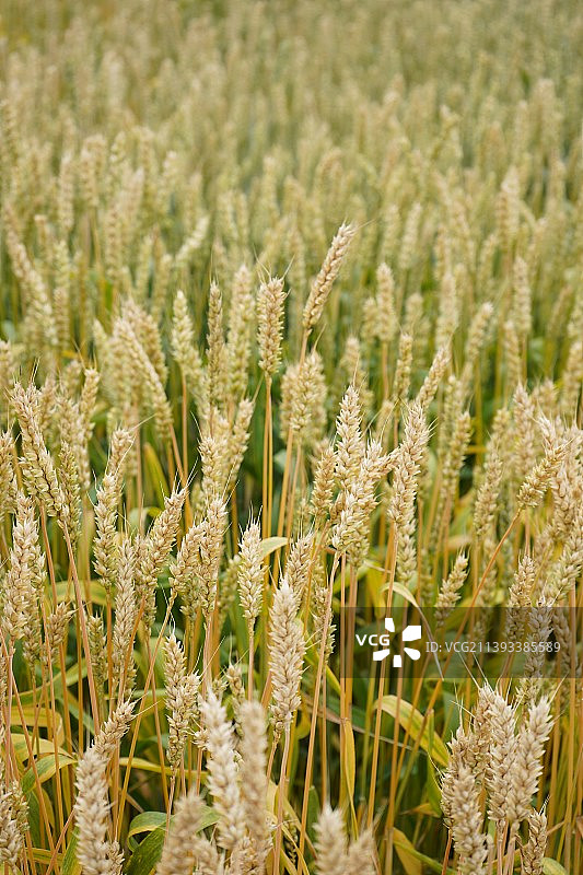 小麦图片素材