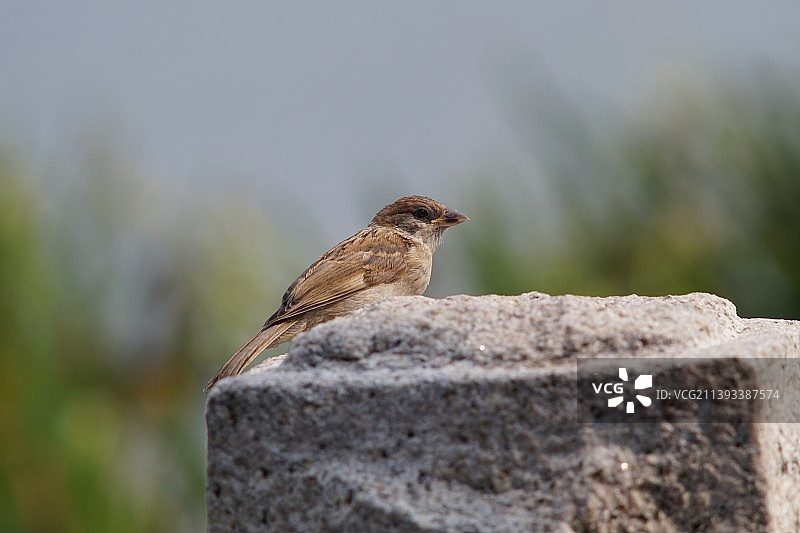 麻雀栖息在岩石上的特写镜头图片素材