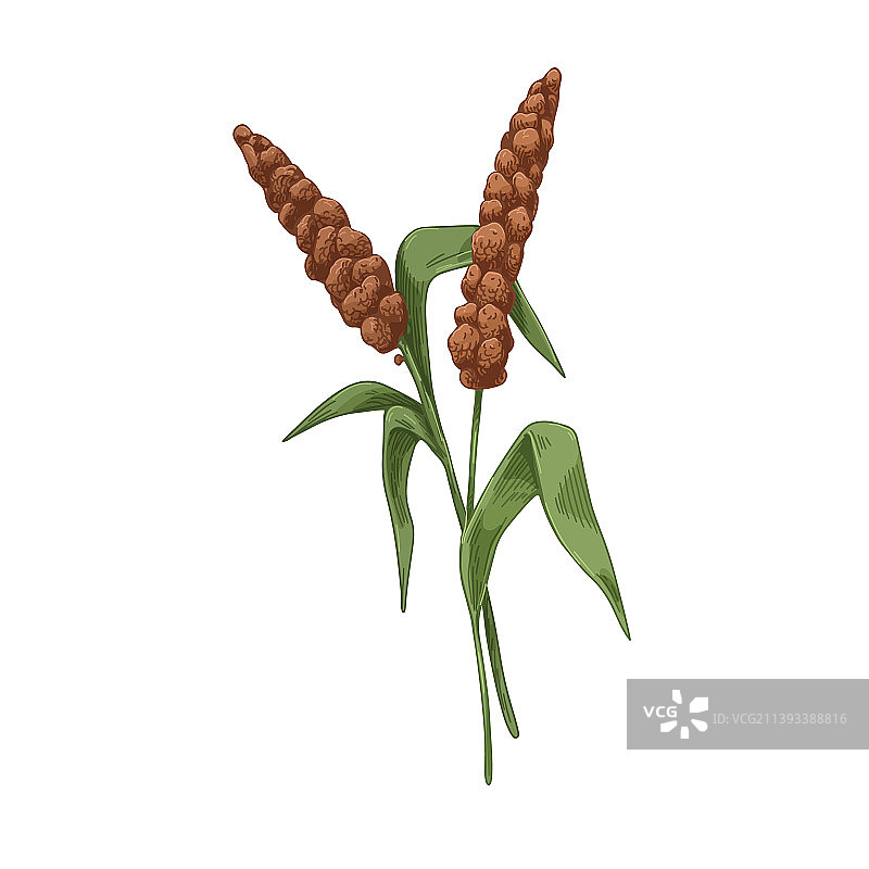 西伯利亚小米田粮食植物复古图片素材