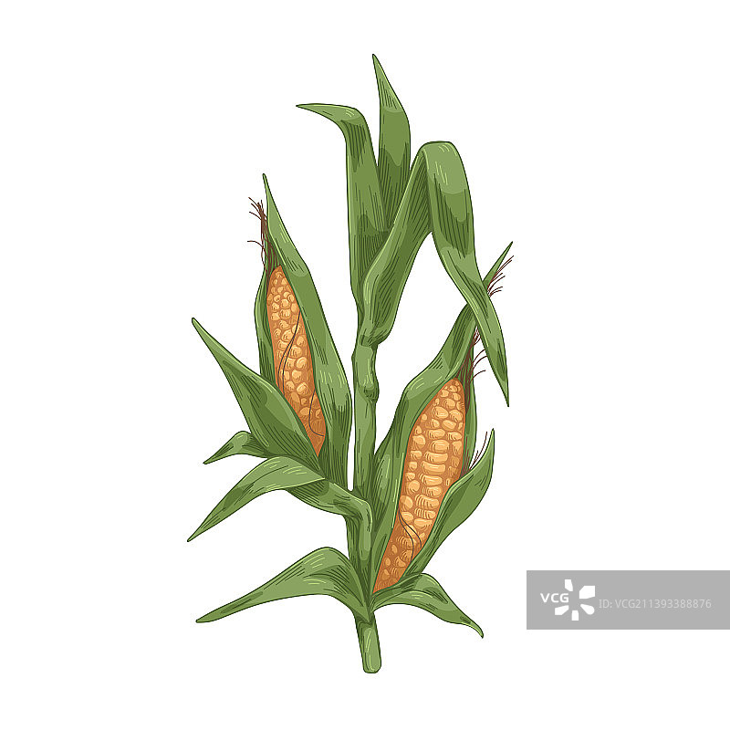 甜玉米植株图片素材