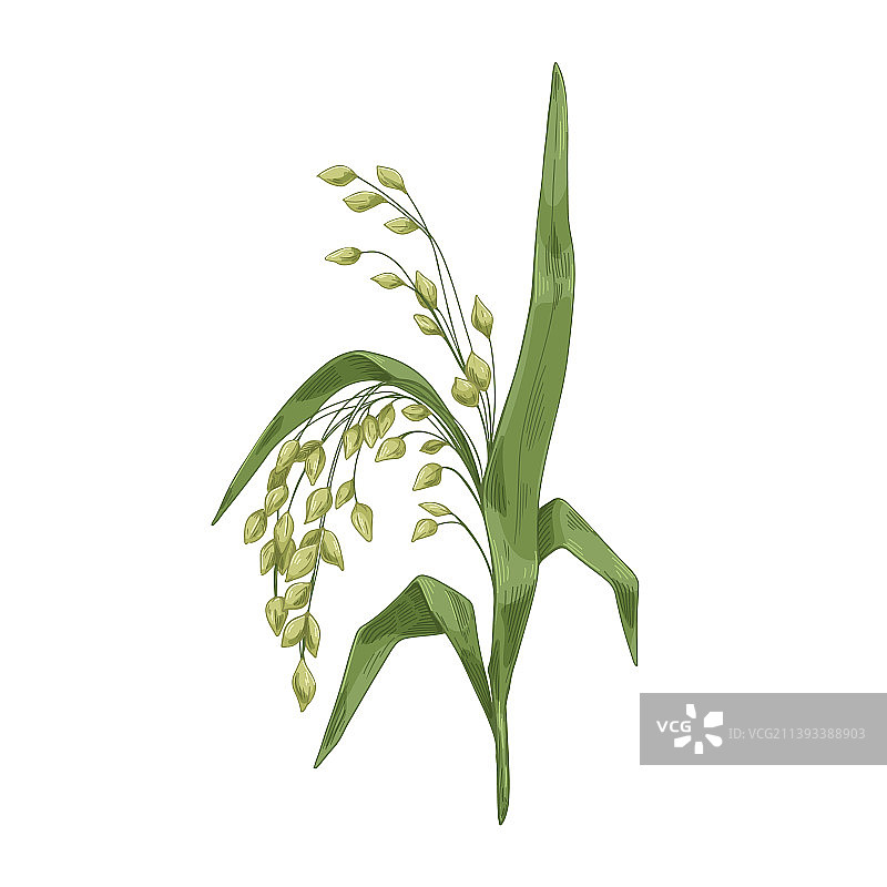 黍图片素材