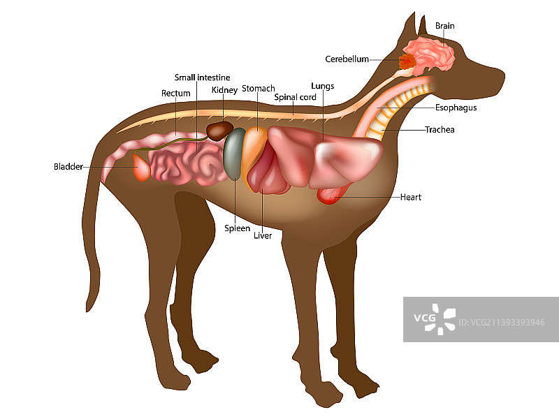 犬类内部解剖结构图图片素材