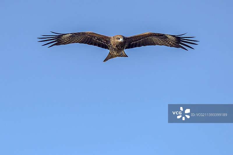 滑翔•黑耳鸢图片素材