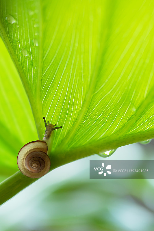 一只蜗牛在清新绿叶上爬行图片素材