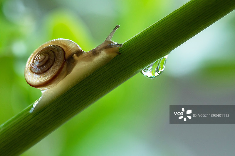 蜗牛,绿叶,水滴,清新,自然美图片素材