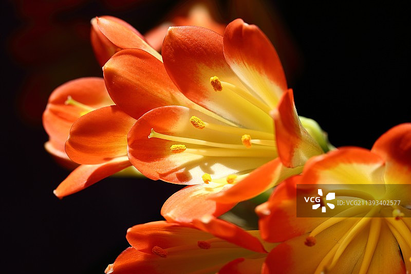 君子兰图片素材