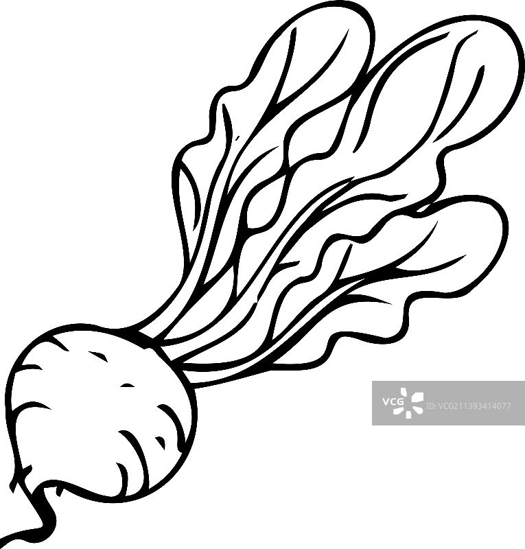 白色背景上的芜菁细黑线条图片素材