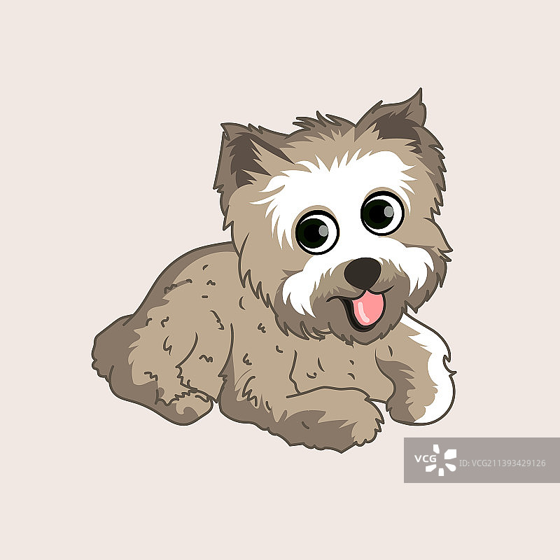 快乐的约克夏梗犬图片素材