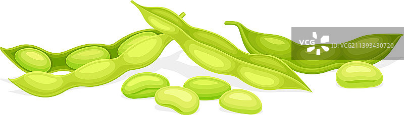 带绿色豆荚的食用大豆种子图片素材