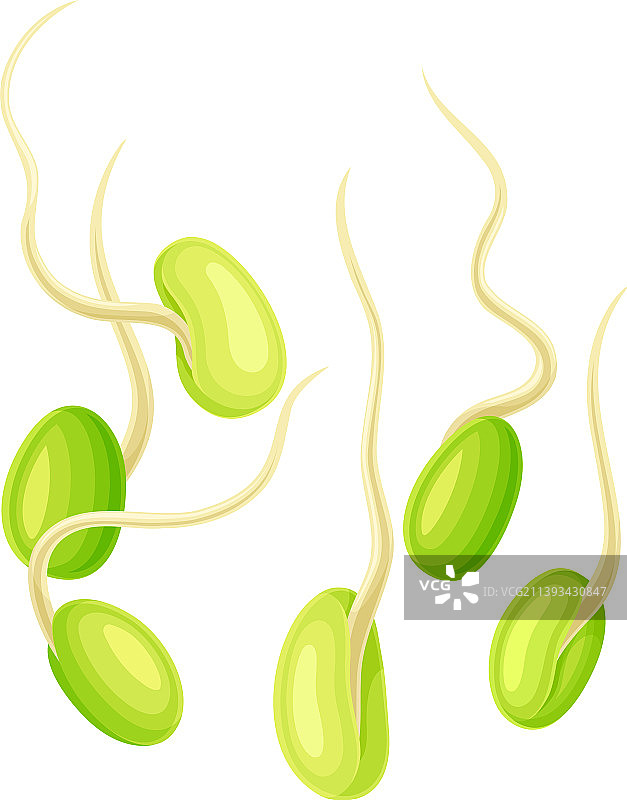 作为豆类可食用种子的绿色大豆芽图片素材