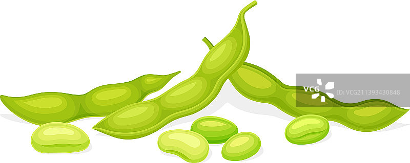 带绿色豆荚的食用大豆种子图片素材