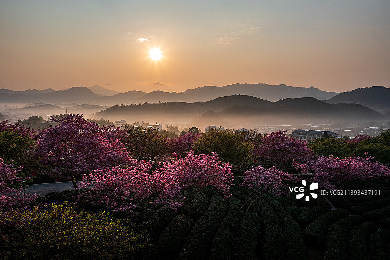 福建漳州漳平永福樱花园图片素材