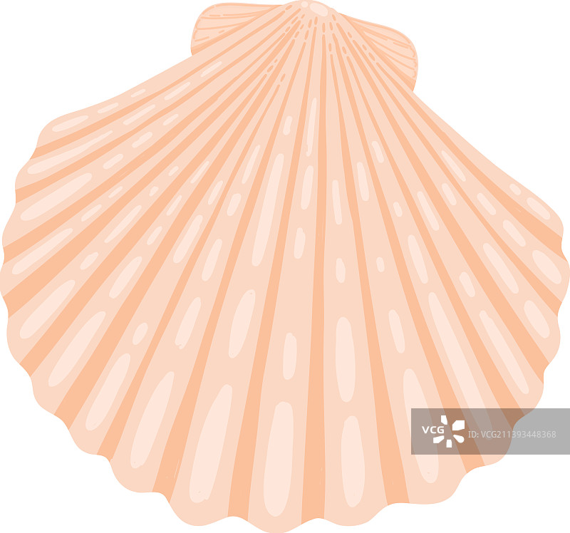 海螺海星水下软体动物图片素材