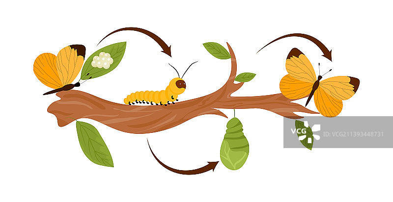 蝴蝶的生命周期概念图片素材