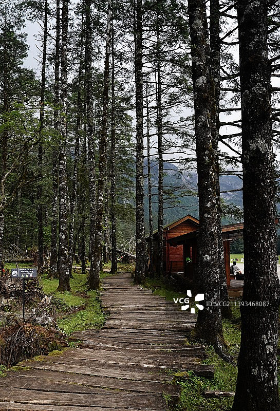 云杉坪图片素材