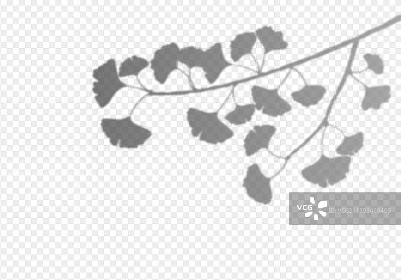 透明背景上的银杏叶阴影叠加图片素材
