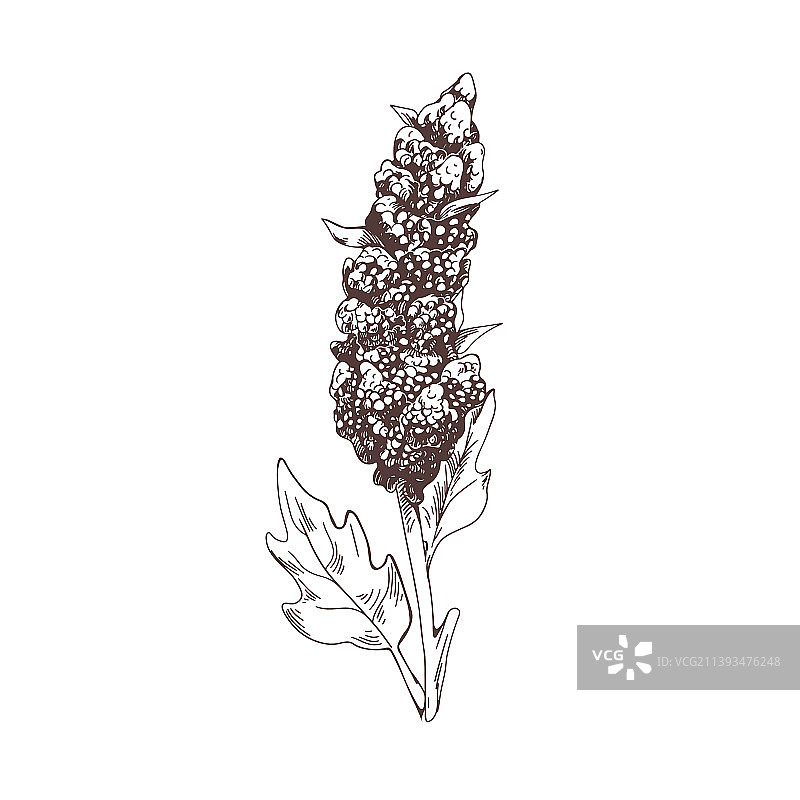 藜麦植物复古植物学绘画图片素材
