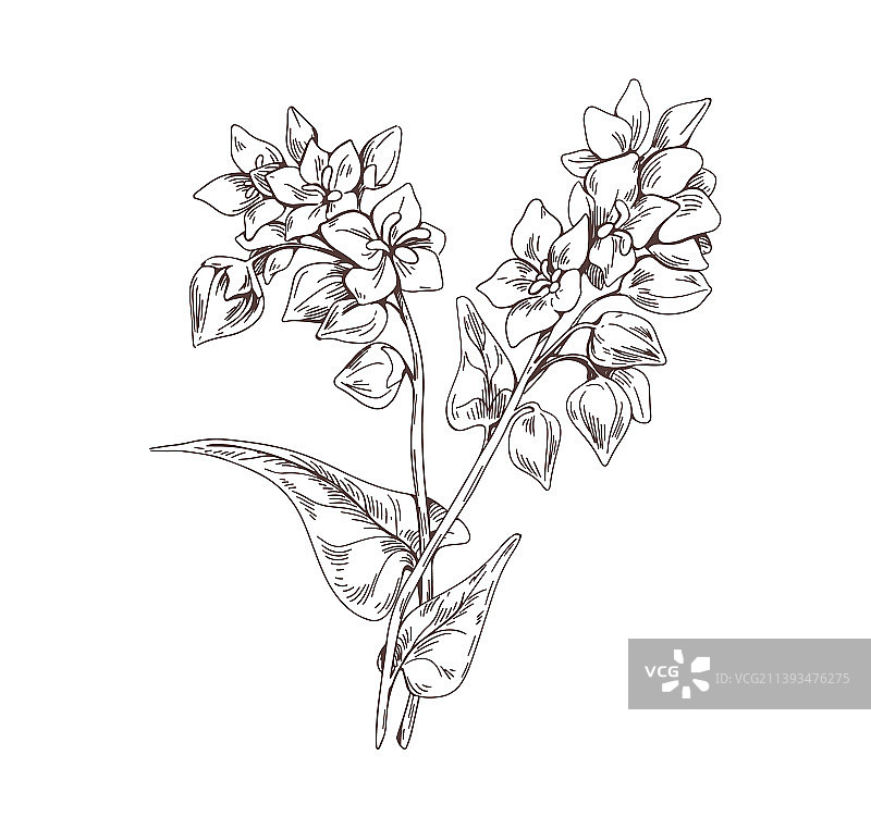 荞麦单色复古线条画图片素材