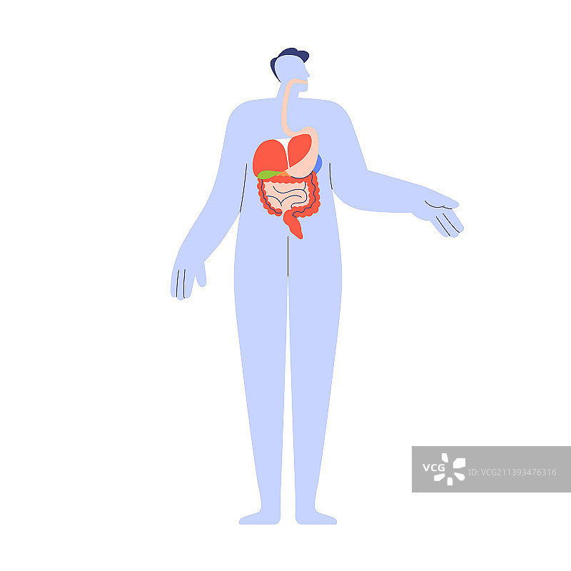 人体内的消化系统器官图片素材