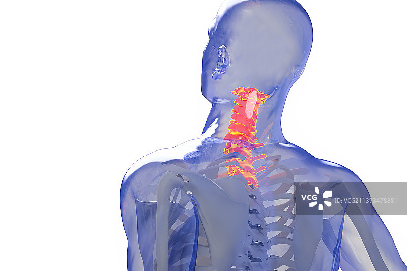 人体，骨骼，颈椎，医学，特写，透明图片素材