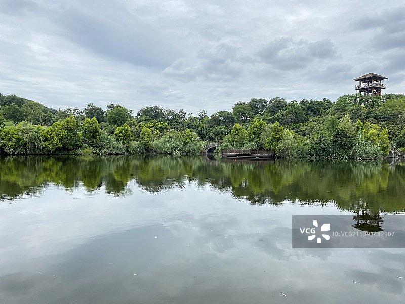 张坝桂圆林图片素材