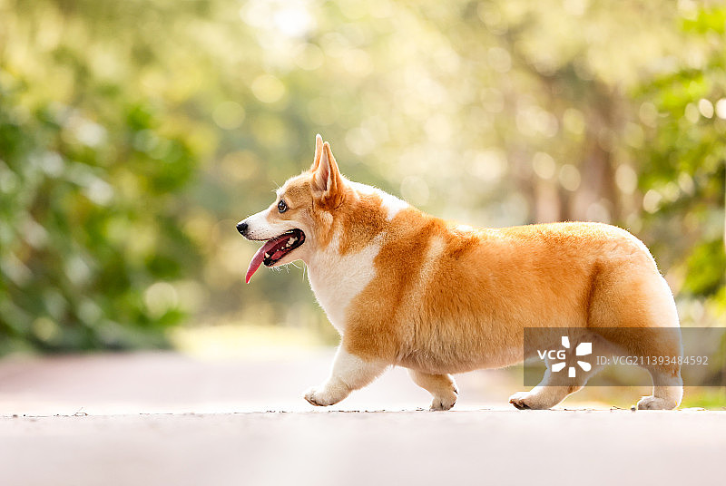 户外嬉戏的柯基犬图片素材