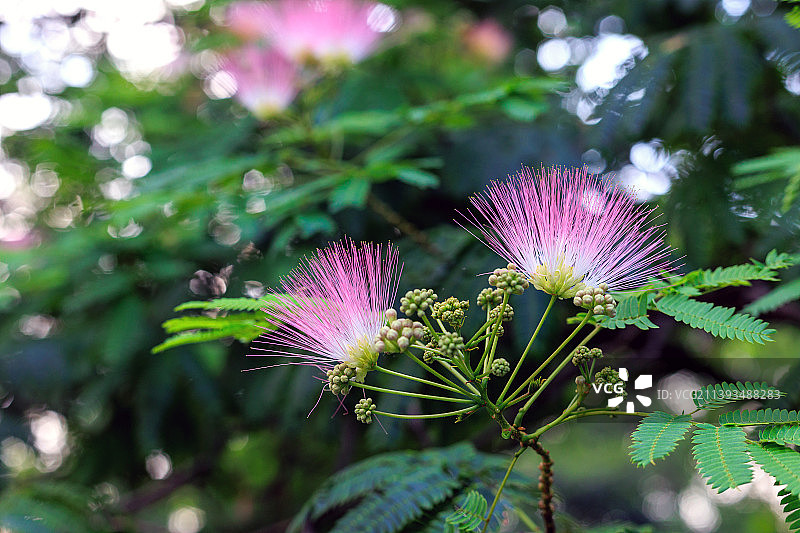 合欢花图片素材