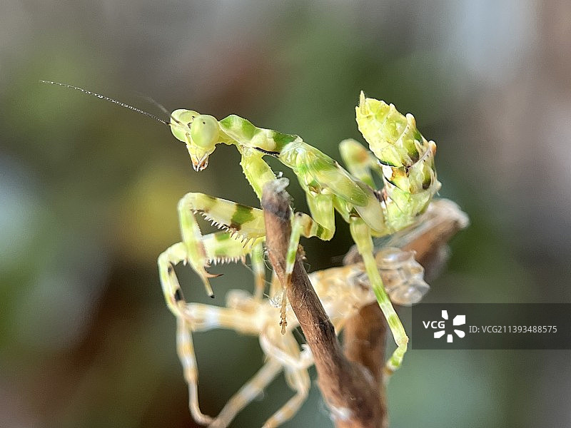 眼斑螳螂图片素材