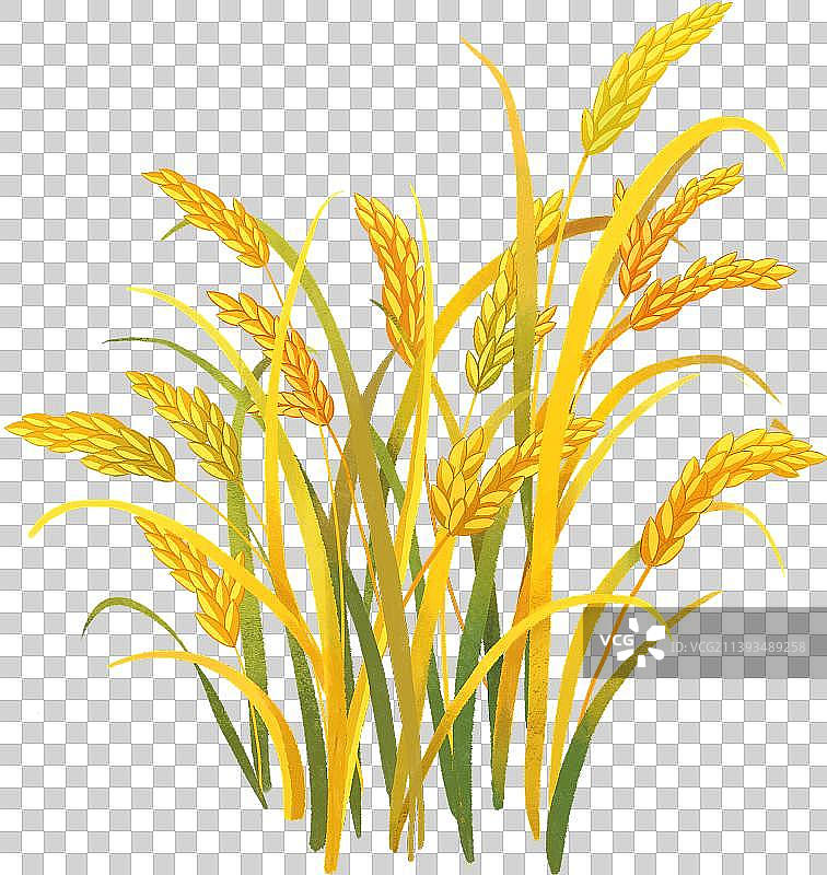 一簇金色稻子特写1图片素材