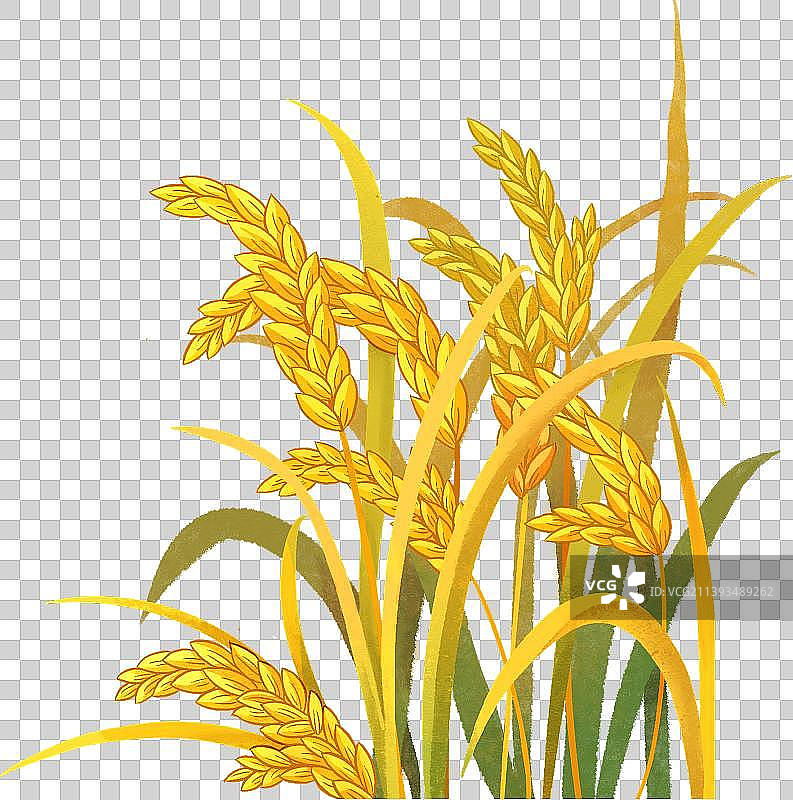 一簇金色稻子特写2图片素材