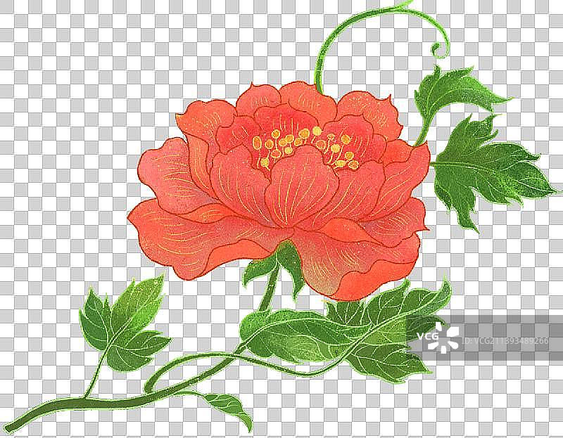 一朵红色牡丹花图片素材