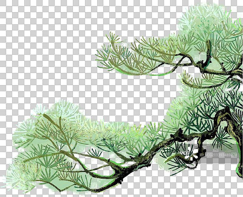 中国风松树枝图片素材