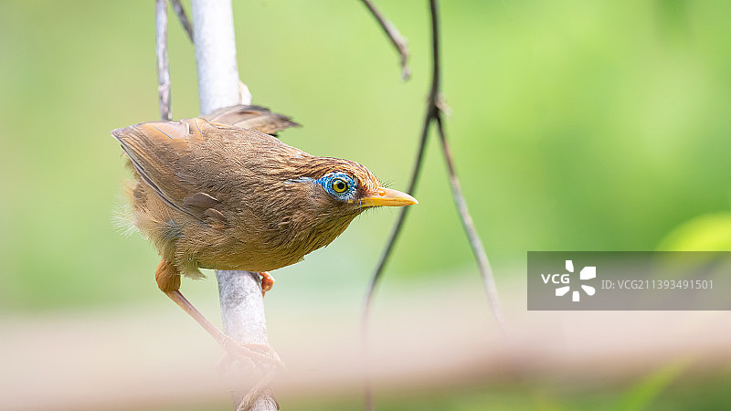 画眉鸟图片素材