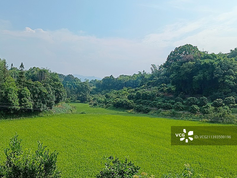 稻田风光图片素材