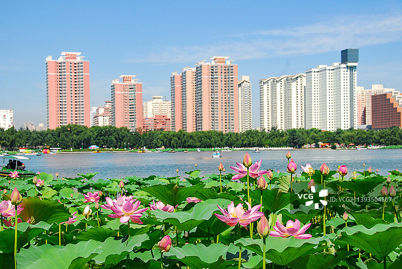 荷花盛开的莲花池公园图片素材