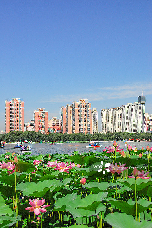 荷花盛开的莲花池公园图片素材