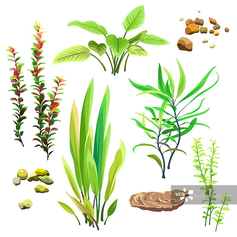 海草和石头水族馆植物图片素材