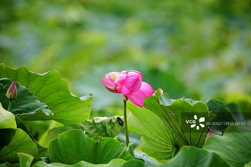 并蒂莲开鸿运来图片素材