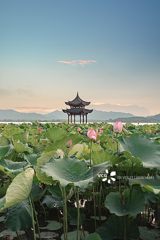 荷拥集贤亭图片素材