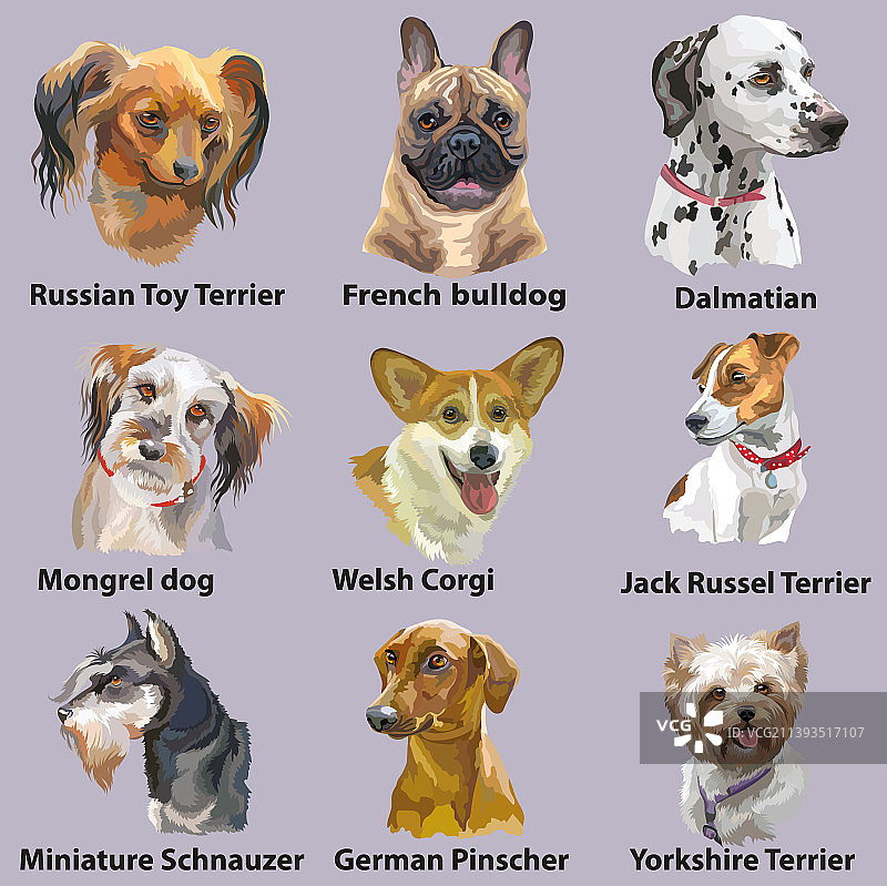 不同品种的狗套装（隔离）图片素材