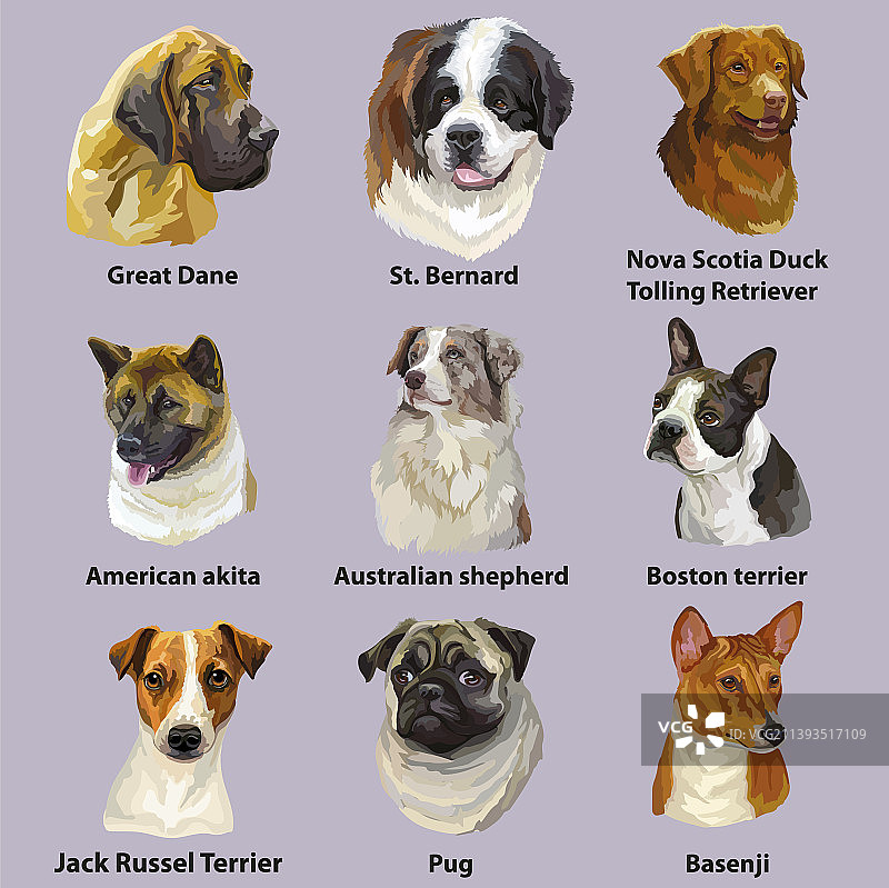 各种犬种的大型合集（已抠图）图片素材