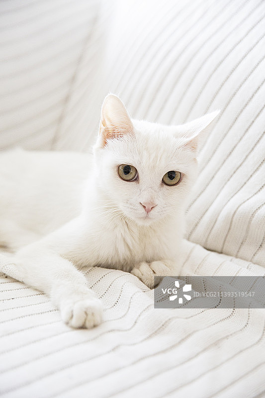 可爱的白色小猫咪图片素材