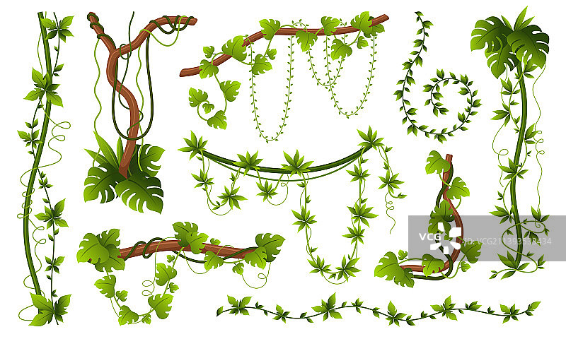 天然蔓生植物，扁平绿叶图片素材